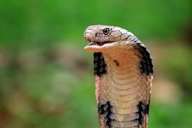 king cobra image