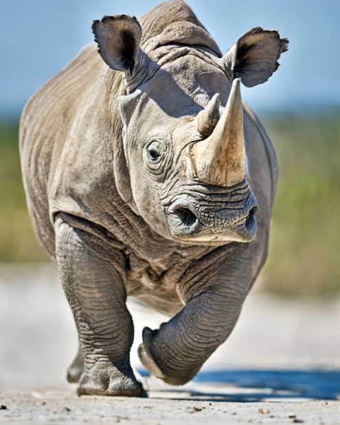 rhino image