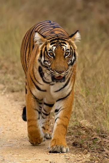 tiger image